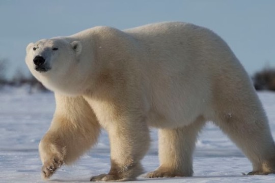 Polar Bears by Lauren Harris